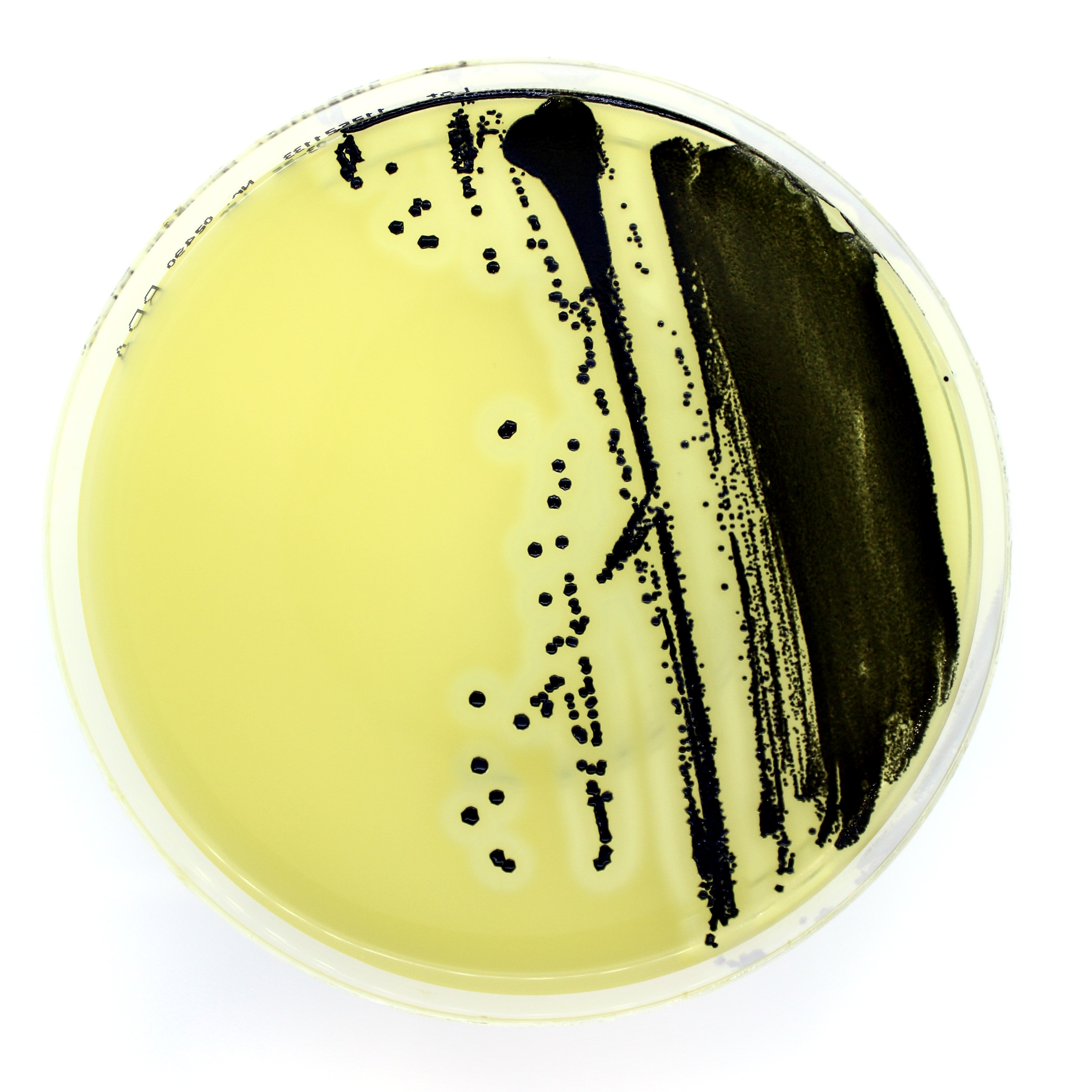 90 mm agar plates